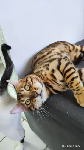 Vendo gato da raça Bengal puro 9 meses, vacinado , castrado e muito saudável.