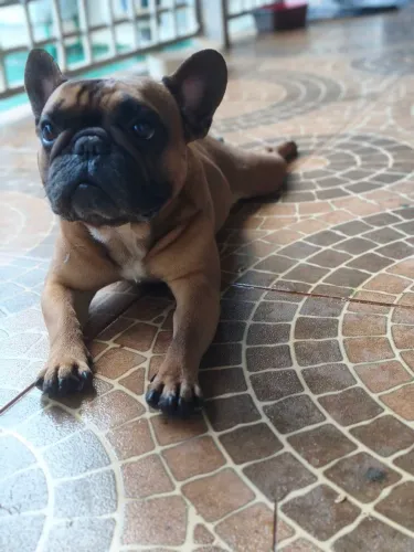Bulldog francês macho (negociável)