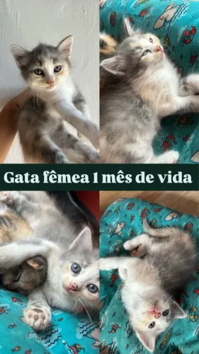 Gata fêmea 