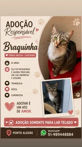Gatinho para adoção responsável