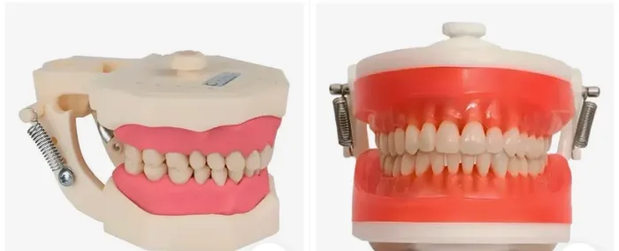 MANEQUIM ODONTOLÓGICO