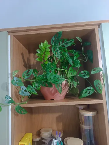 Costela de Eva Grande já desenvolvida perfeita para decoração