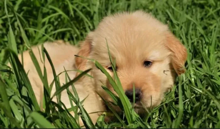 Golden Retriever Filhotes para Nova Família