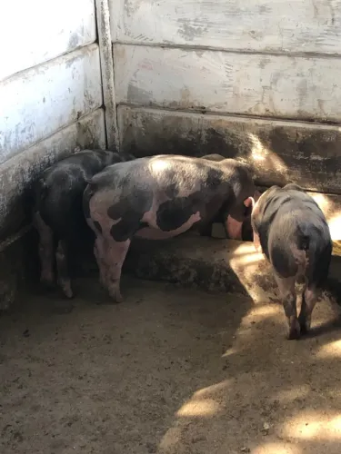 PORCO PIETRAIN 