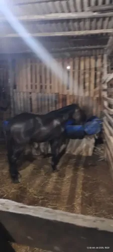 Vendo piquira manso e andador
