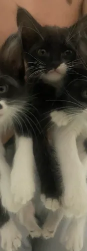 Doação de gatinha