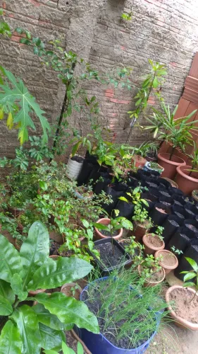 Mudas e plantas av brasil.americana.temos terra vegetal adubada saco grande 35.00