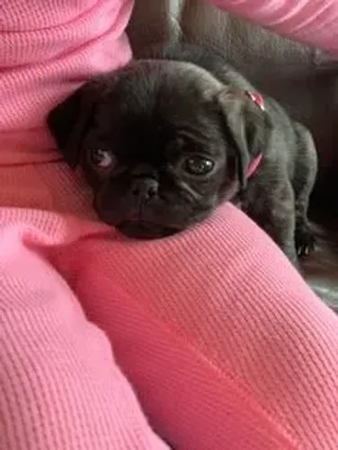 Pug Doguinho pronto para novas aventuras com você