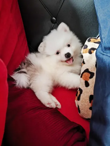 Filhotes Spitz alemão Machos