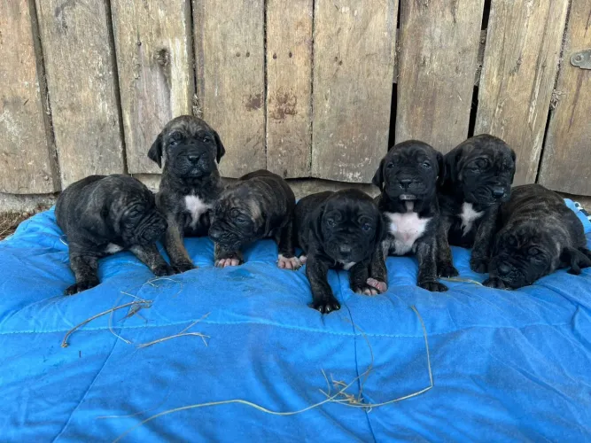 Filhotes de Fila Brasileiro 