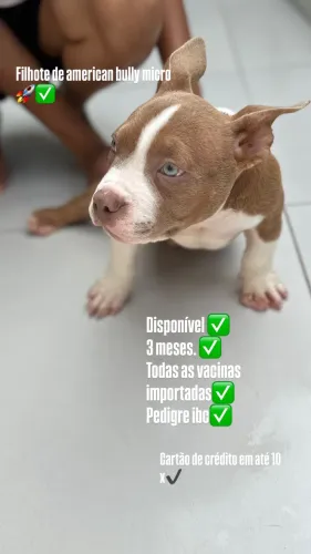 American bully micro