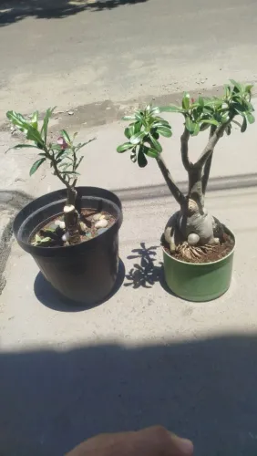 Rosas do deserto