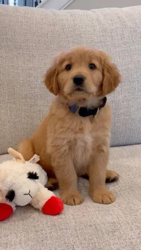 Golden Retriever Mais gostoso que ficar enrolado no cobertor