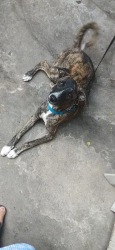 Cadelinha pra doar