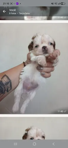 Filhotes shih tzu