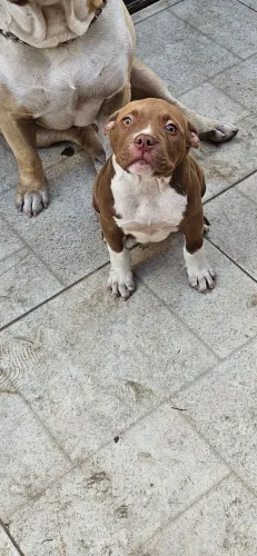 Filhote de american bully 