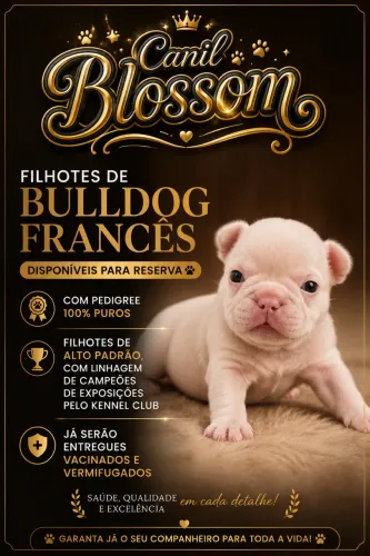 Filhotes de Bulldog Francês c/Pedigree