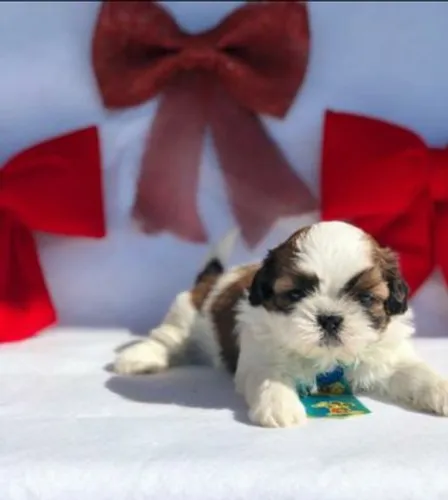 Beleza rara shih tzu miniatura com garantia aproveite e garanta o seu