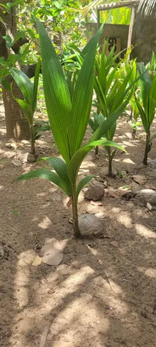 Mudas de Coqueiro Anão Legítimo 