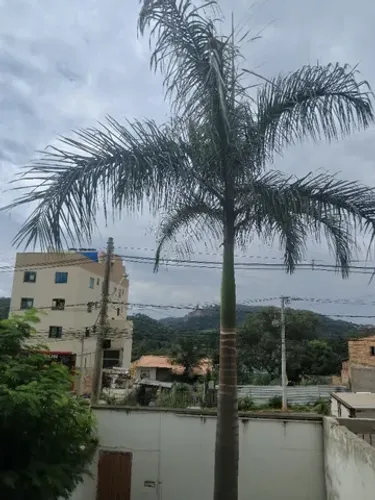 Palmeira