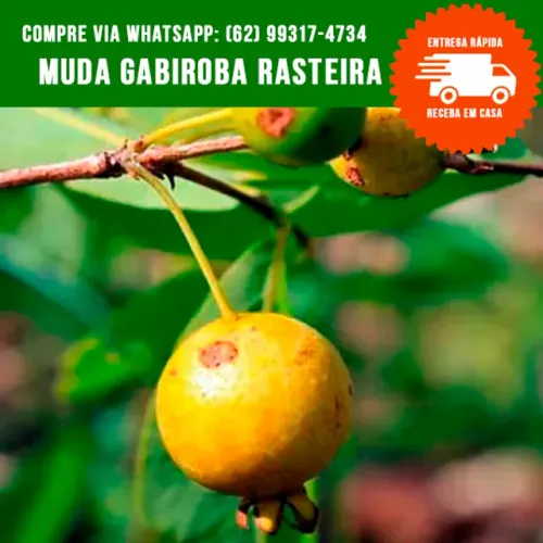 Muda de Gabiroba do Cerrado