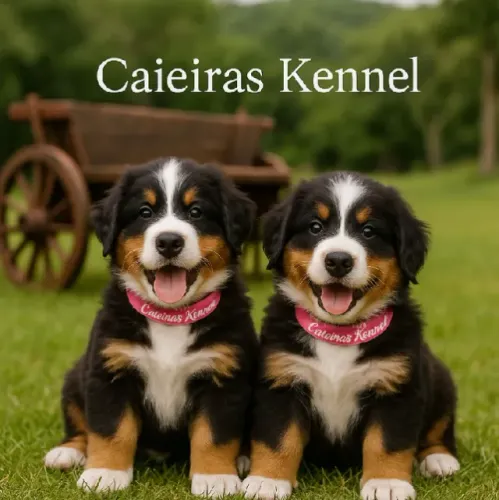 Bernese Montanhês - Filhotes Raros e Super Amorosos