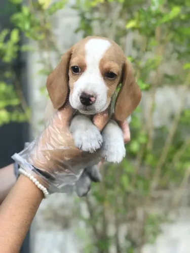 Beagle 13 polegadas, bicolor e tricolor, com suporte veterinário gratuito!