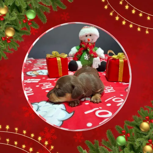 Filhotes de linguicinha 