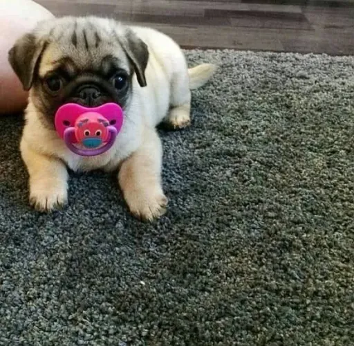 Filhote Pug, Felicidade de quatro patas pronta para mudar sua vida!