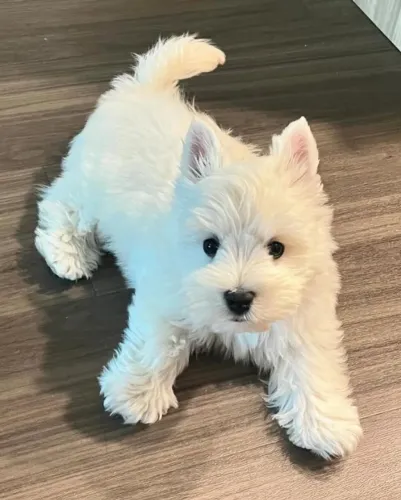 Disponíveis filhotes de West