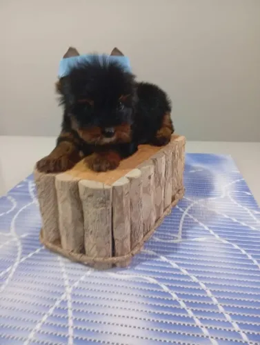 YORKSHIRE Príncipe Peludo Procurando Presentear uma Família