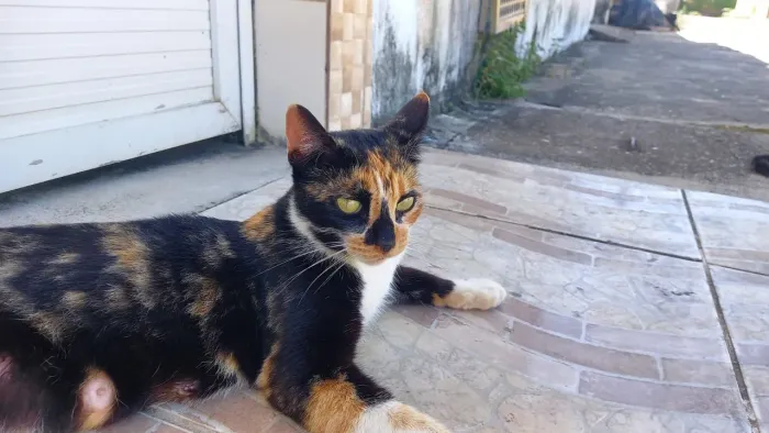 Doação de uma gata fêmea e castrada 