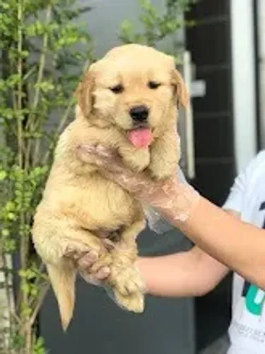 Golden retriever excelente raça para criançasn apartamento, cão guia e cão terapeutico