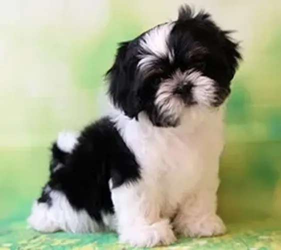 Shih-Tzu Macho Red: A Energia que Você Sempre Quis em Um Filhote!