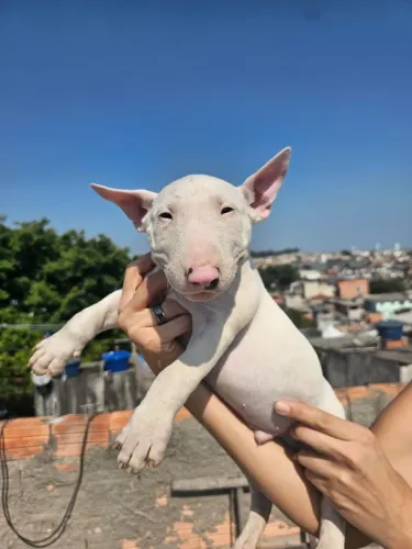 Bull Terrier inlges forte, coragem e doçura em um unico cão