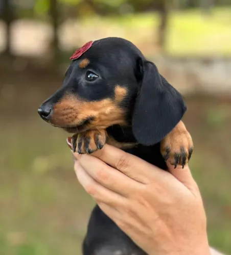 Dachshund salsichinha mini fêmea/ pedigree opcional