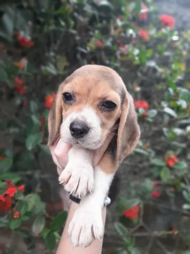 Canil Beagle Filhotes com Pedigree!!!