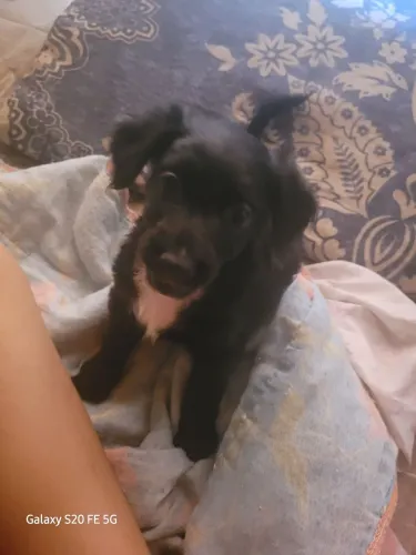 Cachorro filhote