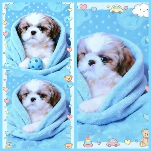Lindíssimo filhote de Shih tzu macho tricolor.