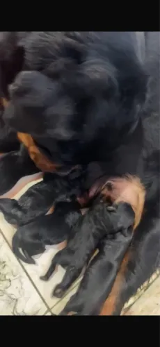 Filhotes de rottweiler 