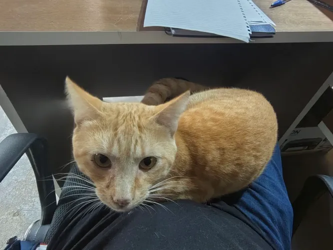 Lindo gatinho dengoso e dócil 