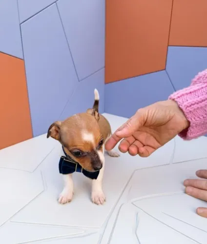 Pinscher Macho Puro e Muito Esperto