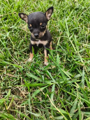 Mini pinscher 