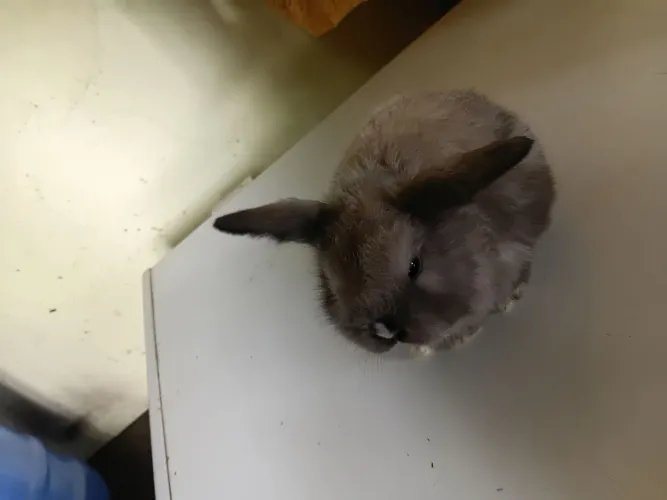 Último lindo mini lop macho
