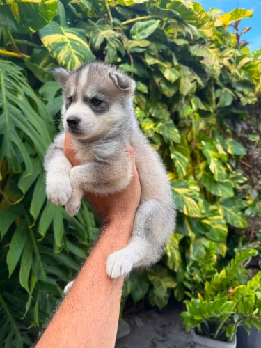 Husky siberiano fêmea 700