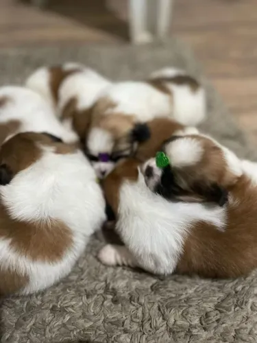Shih Tzu brincalhão