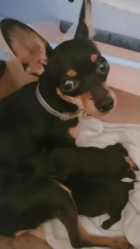 Cachorro Pinscher número Zero