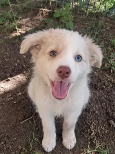 Filhote de border collie