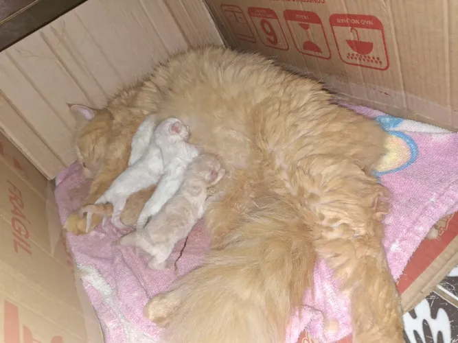 Filhote de gato ?