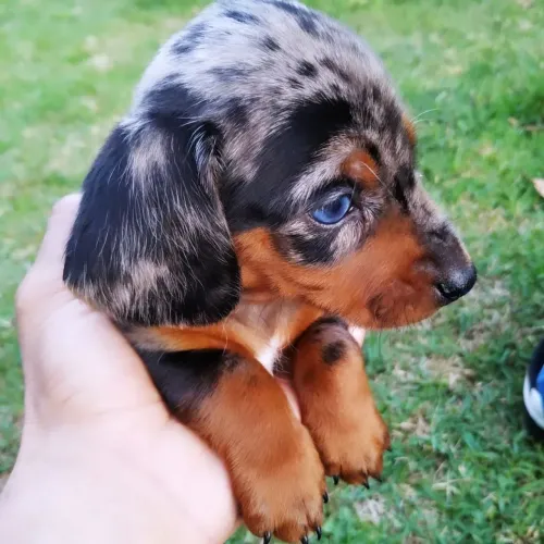 Dachshund Mini Salsichinha Teckel Mofado Kaninchen 18x Cartão de Crédito 
